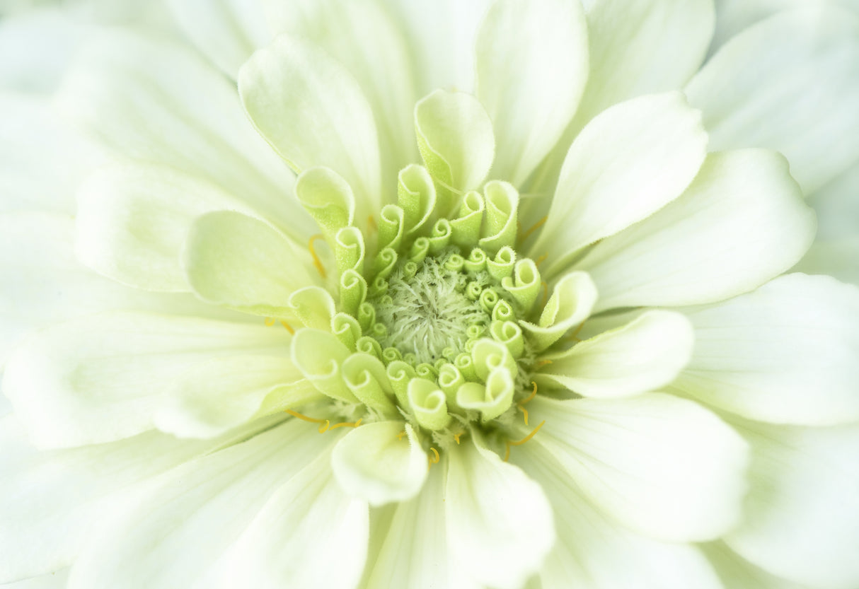 Bloom Quietly in Summer Poster och Canvastavla
