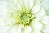 Bloom Quietly in Summer Poster och Canvastavla