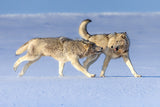 Alpha pair of a cloud wolf pack Poster och Canvastavla