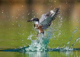 Water ballet Poster och Canvastavla