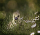 young goose Poster och Canvastavla
