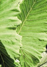 Elephants Ears Poster och Canvastavla