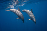 Two bottlenose dolphins Poster och Canvastavla