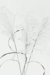 Dried Grass_green Poster och Canvastavla