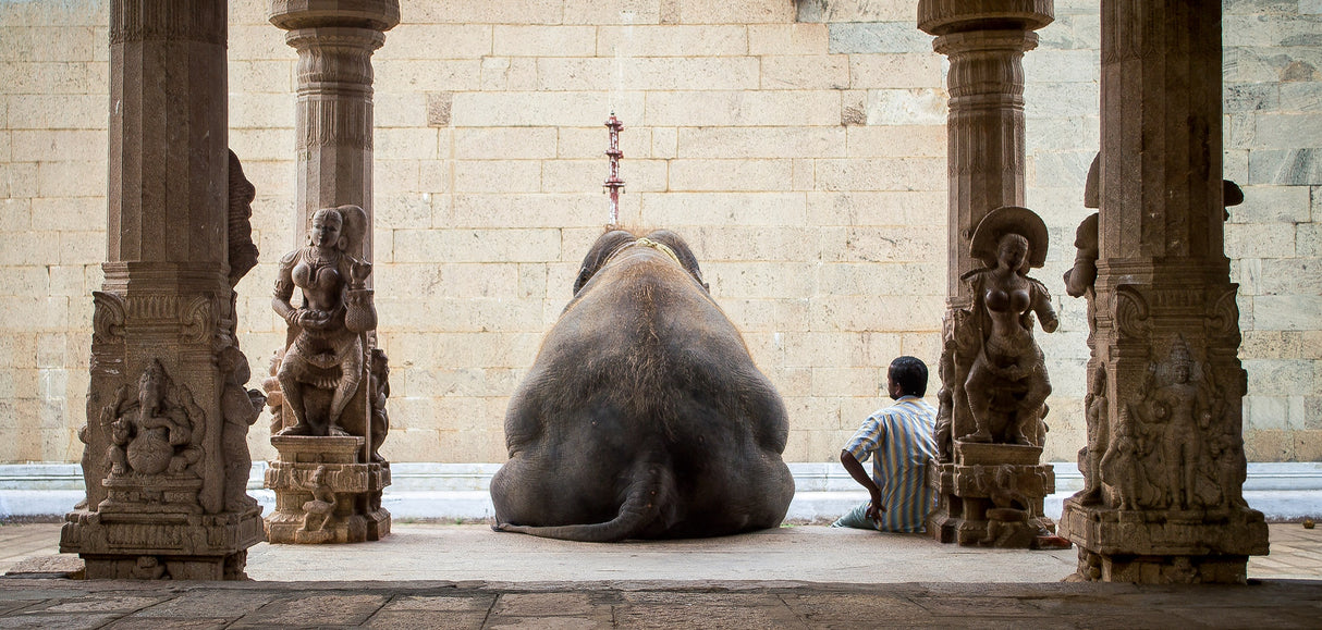 The Elephant &amp; its Mahot Poster och Canvastavla