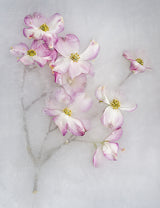 Cornus Florida. Poster och Canvastavla