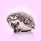 Curvy Hedgehog Poster och Canvastavla