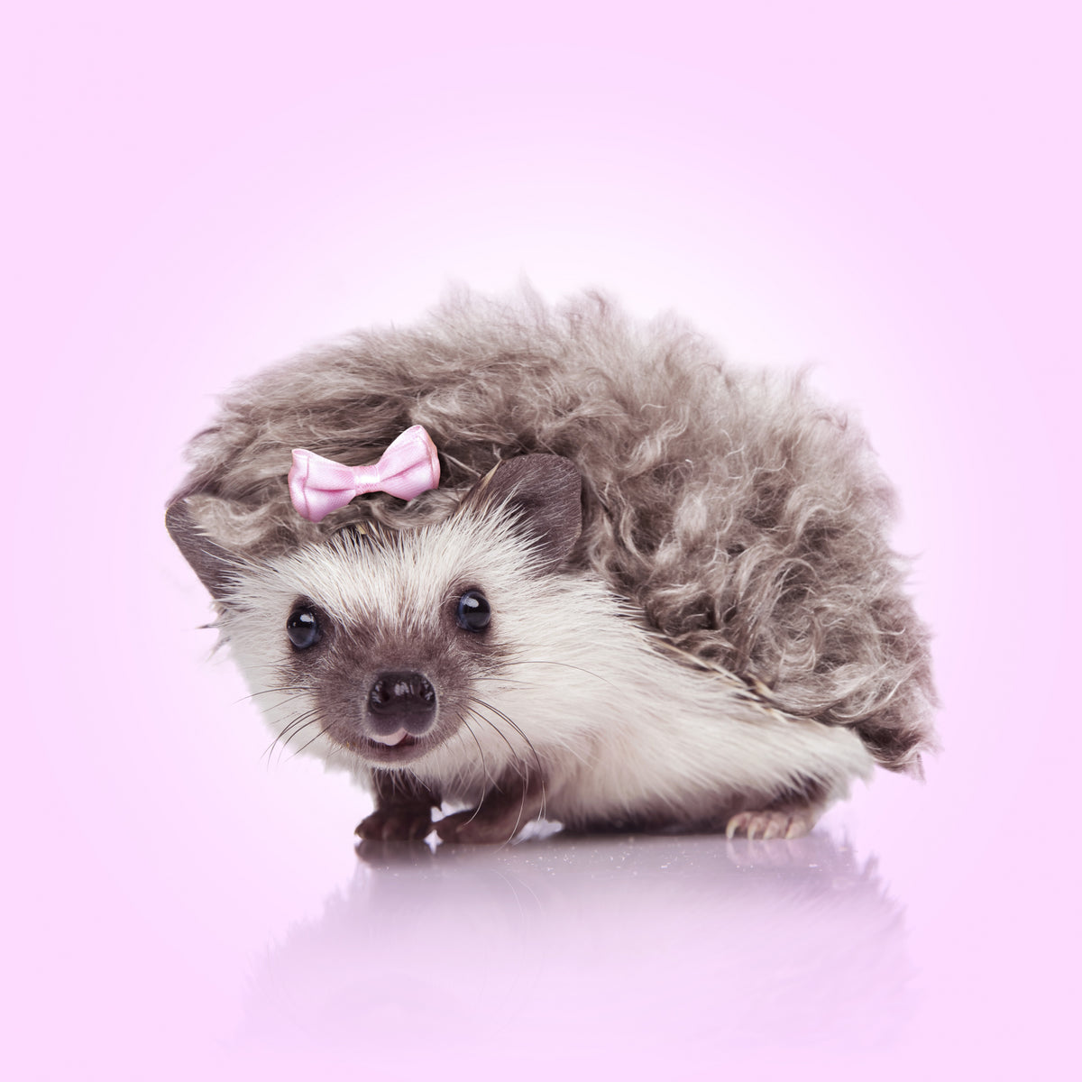 Curvy Hedgehog Poster och Canvastavla