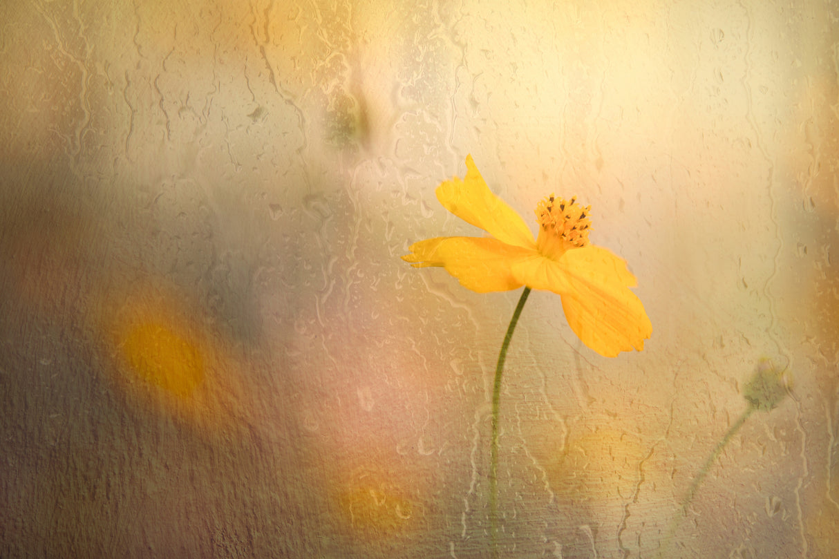 cosmos in rain Poster och Canvastavla