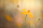 cosmos in rain Poster och Canvastavla