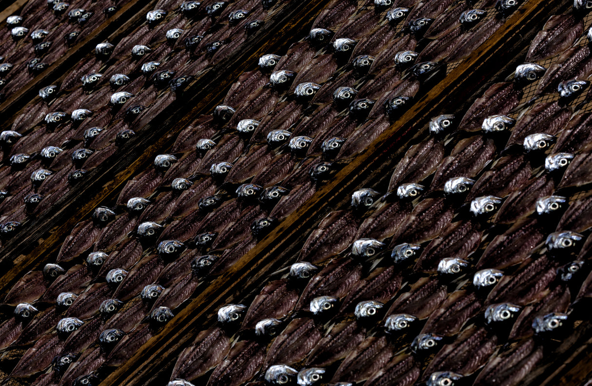 Fish drying in the sun Poster och Canvastavla