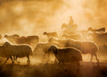 sheep flock Poster och Canvastavla