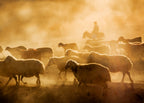 sheep flock Poster och Canvastavla