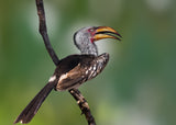 Yellow-Billed Hornbill Poster och Canvastavla