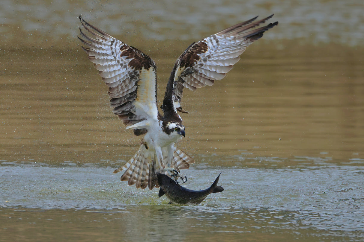 Osprey in hunting Poster och Canvastavla