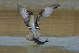 Osprey in hunting Poster och Canvastavla