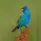 Indigo bunting Poster och Canvastavla