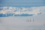 Four flamingos Poster och Canvastavla