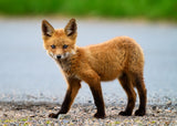 Red Fox Poster och Canvastavla