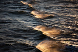 Sunkissed Waves Poster och Canvastavla