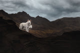 Dogs of Iceland Poster och Canvastavla