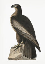 Great American Sea Eagle From Birds of America (1827) Poster och Canvastavla