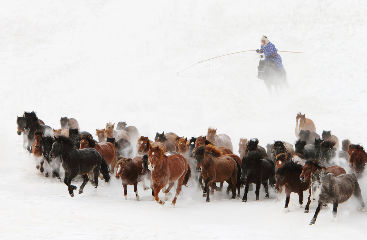 Horse run in the snow Poster och Canvastavla
