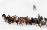 Horse run in the snow Poster och Canvastavla