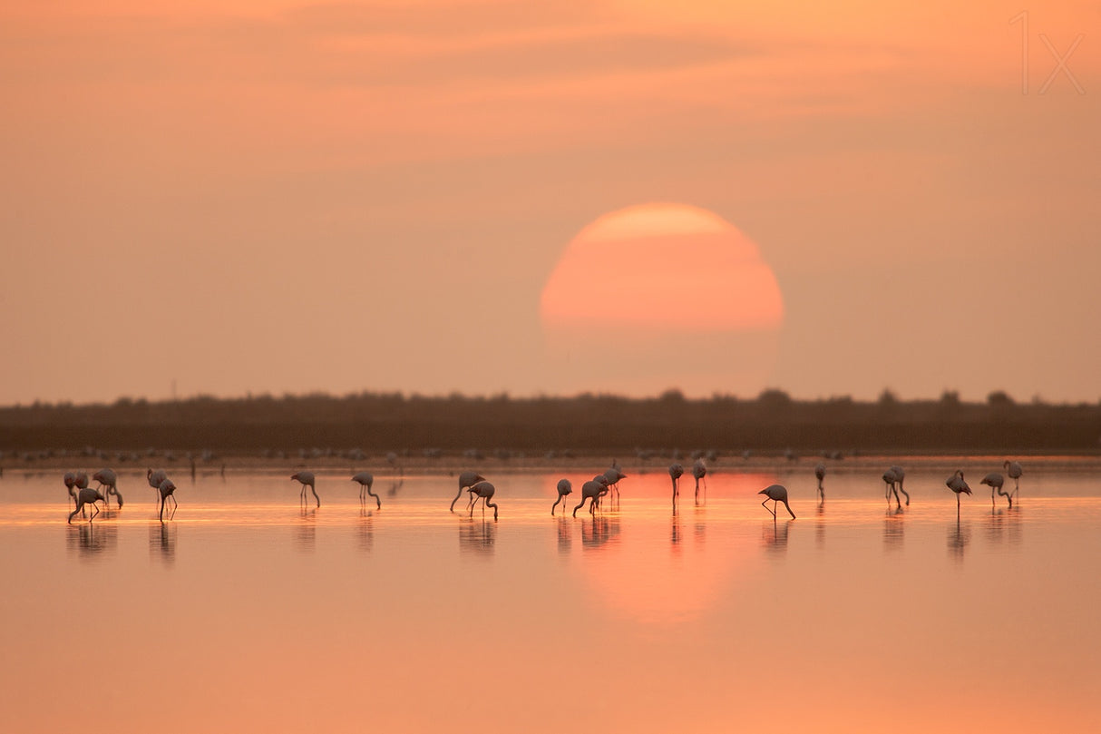 Flamingos at Sunrise Poster och Canvastavla
