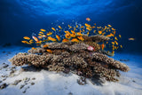 Marine Life Poster och Canvastavla