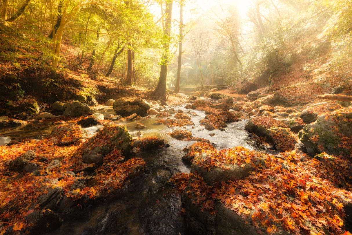 Autumn Journey Poster och Canvastavla