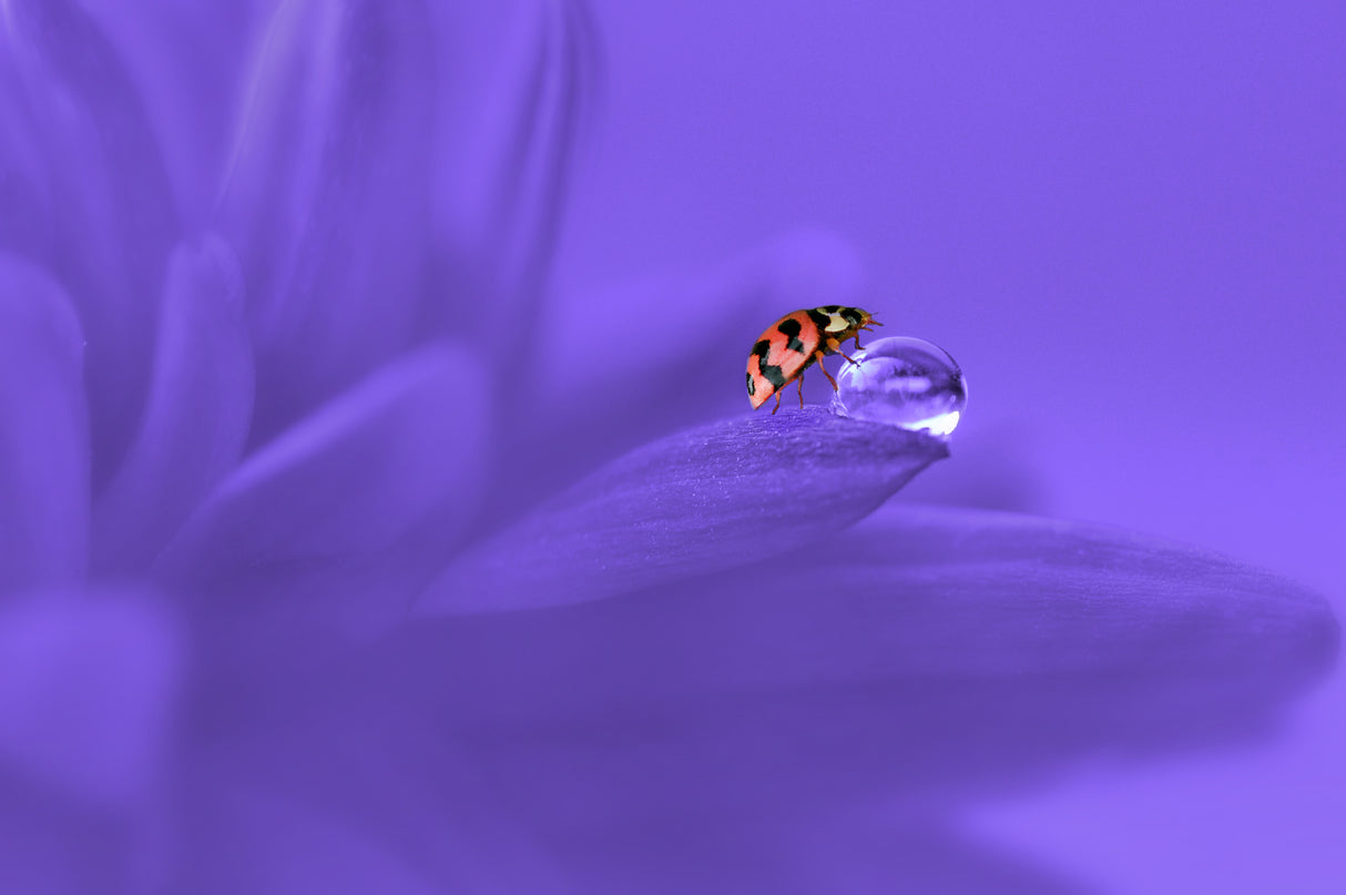 Ladybug Poster och Canvastavla