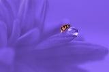 Ladybug Poster och Canvastavla