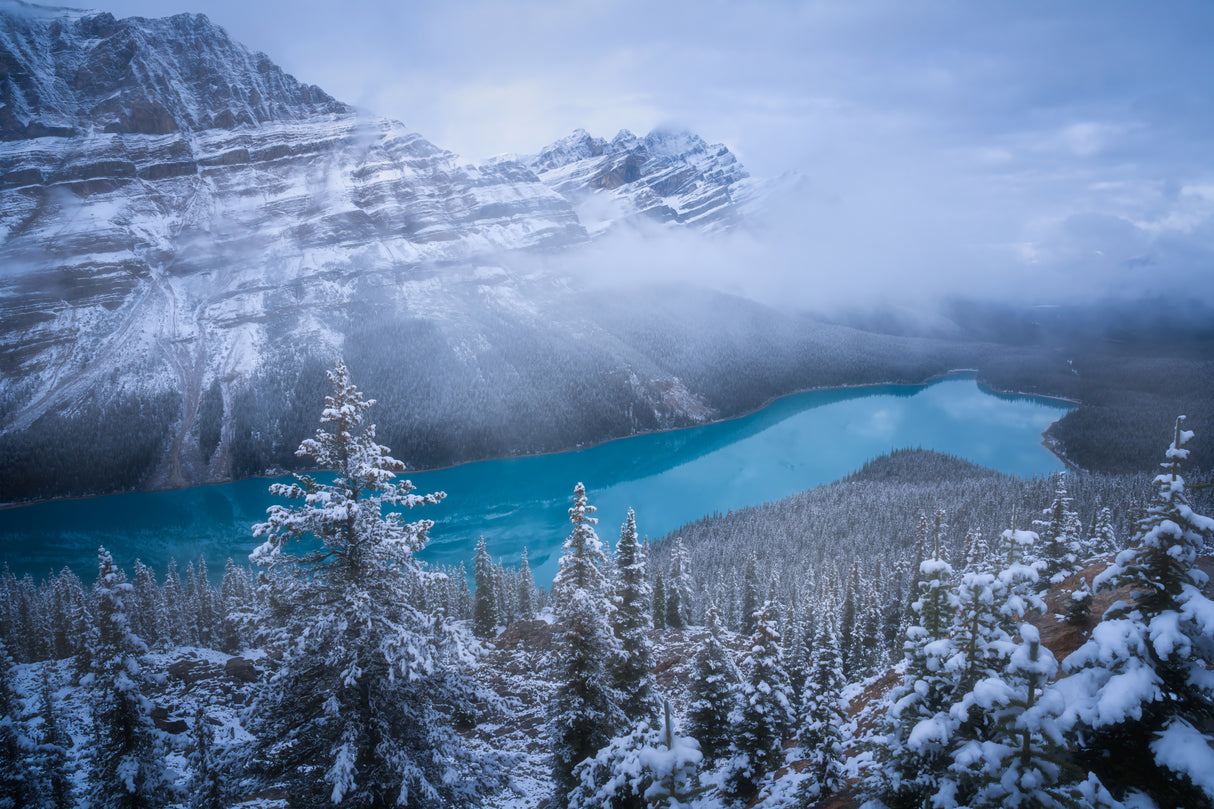 Winter Peyto Lake Poster och Canvastavla