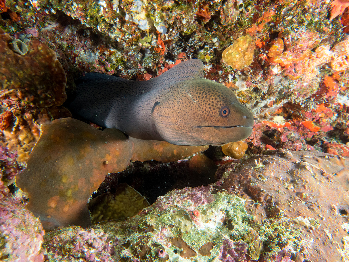 Moray Eel Poster och Canvastavla