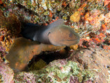 Moray Eel Poster och Canvastavla