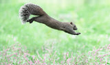 Jumping squirrel Poster och Canvastavla
