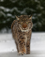 Meet the lynx Poster och Canvastavla