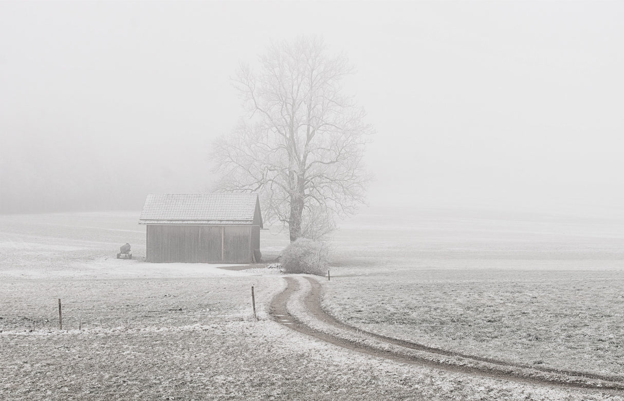 a foggy day Poster och Canvastavla