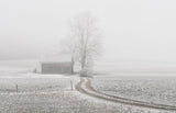 a foggy day Poster och Canvastavla