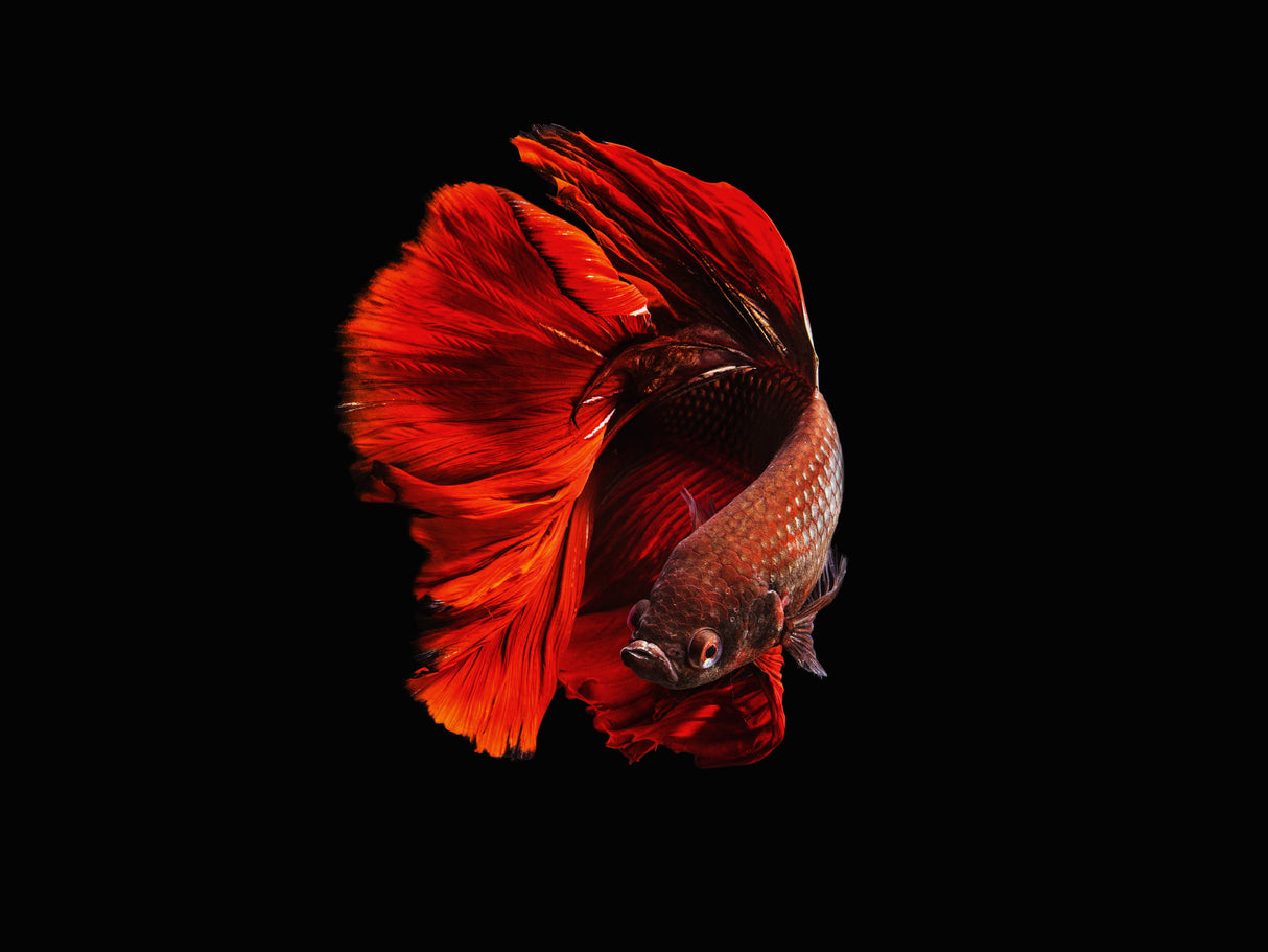 The Red Poster och Canvastavla