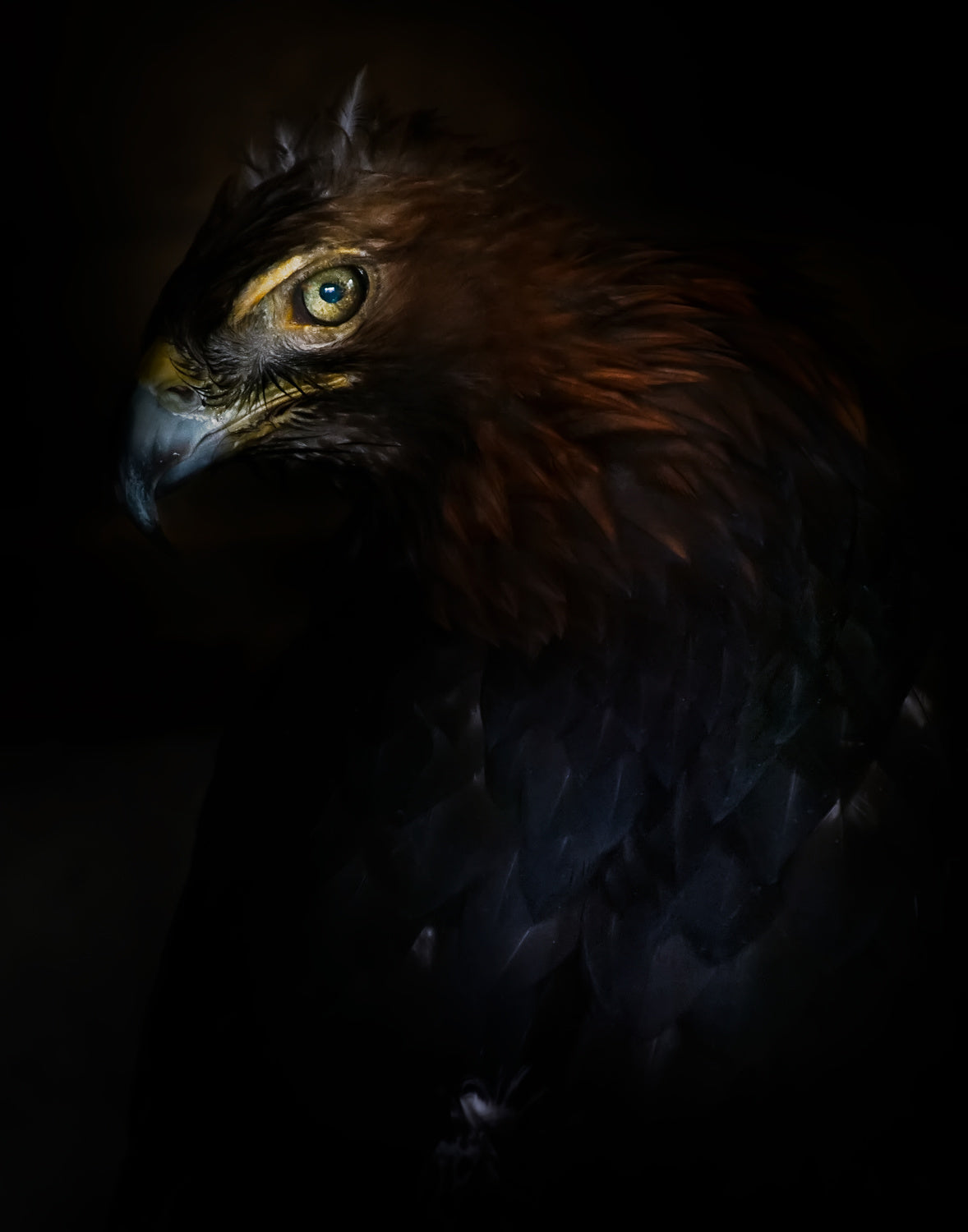 Eagle portrait Poster och Canvastavla