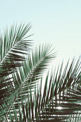 Palm leaves, sky_1 Poster och Canvastavla