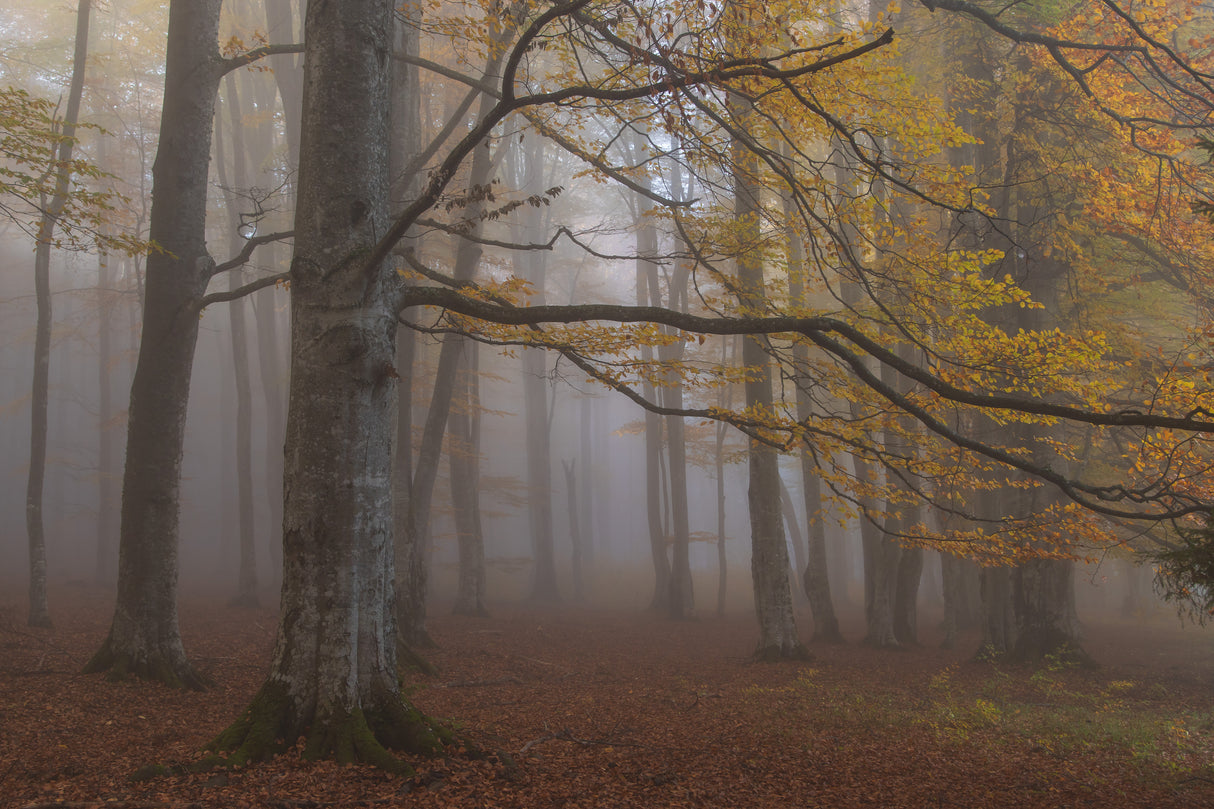 Foggy woodland Poster och Canvastavla