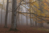 Foggy woodland Poster och Canvastavla
