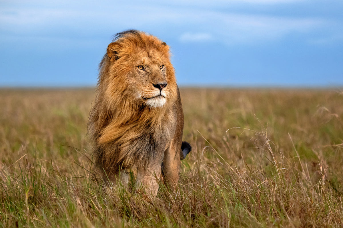 Lion with the wind in his mane Poster och Canvastavla