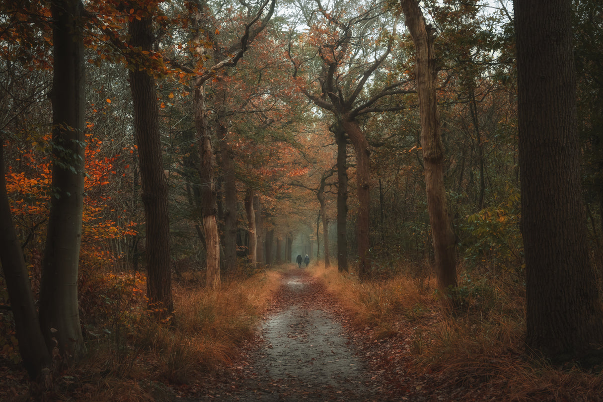 Autumn walk Poster och Canvastavla