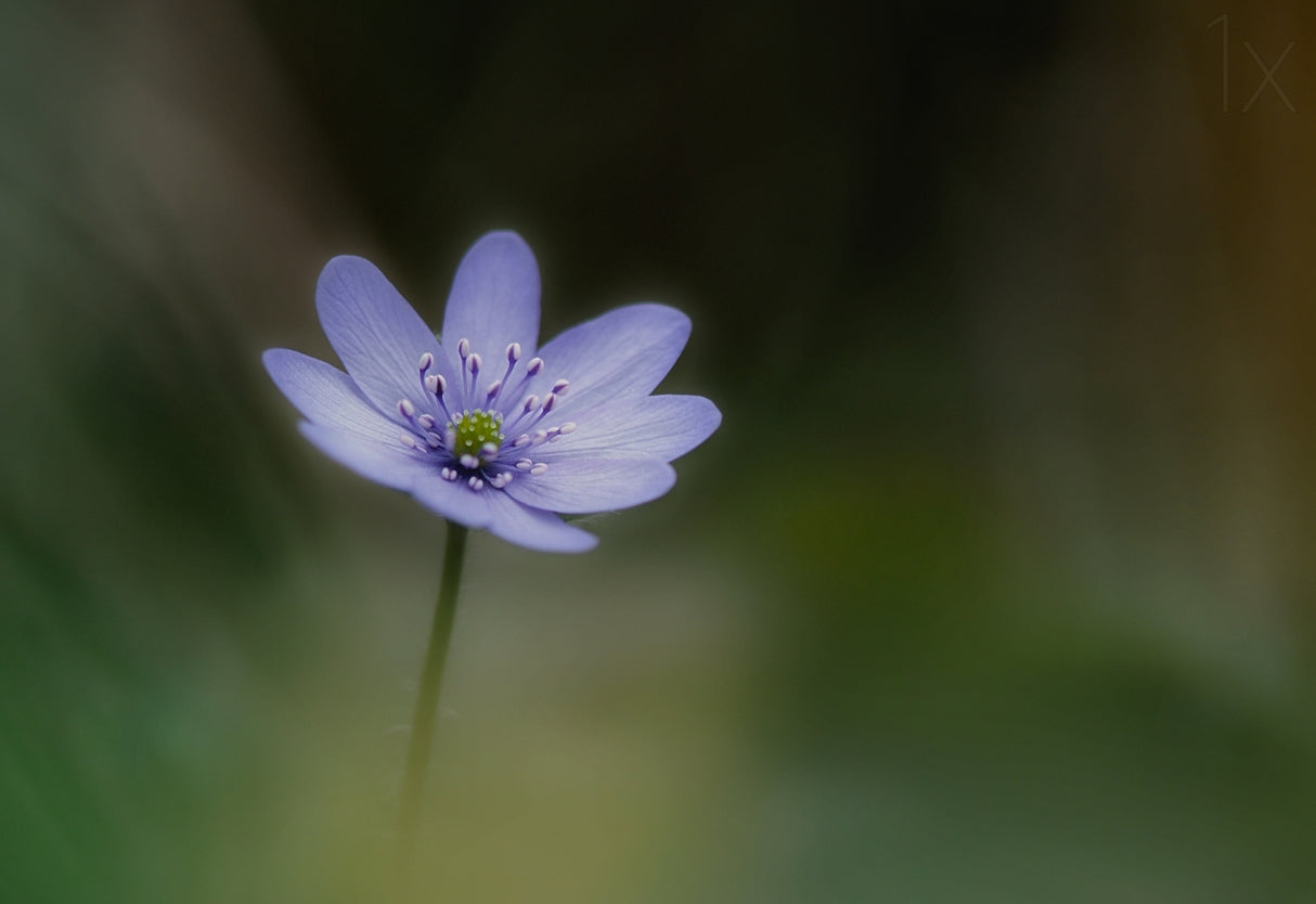 Windflower Poster och Canvastavla