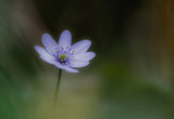 Windflower Poster och Canvastavla