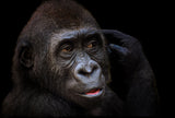 Young gorilla Poster och Canvastavla